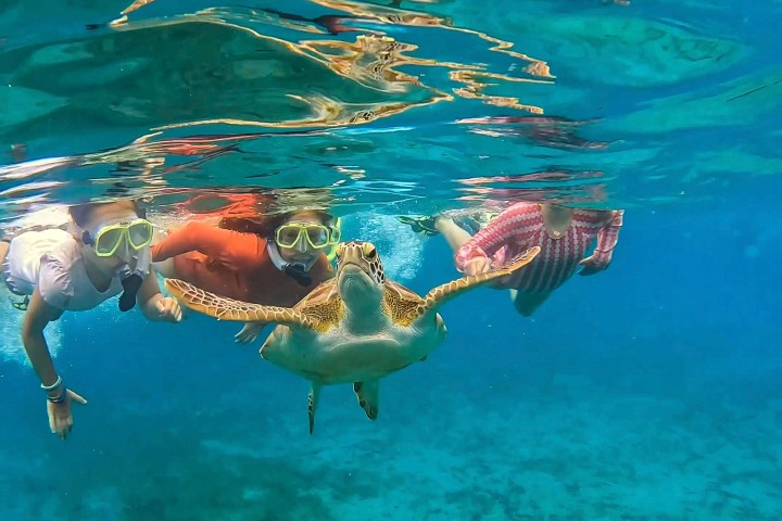 Snorkeling with the Turtles off Blue Heron Brin-dge at Phil Foster Park