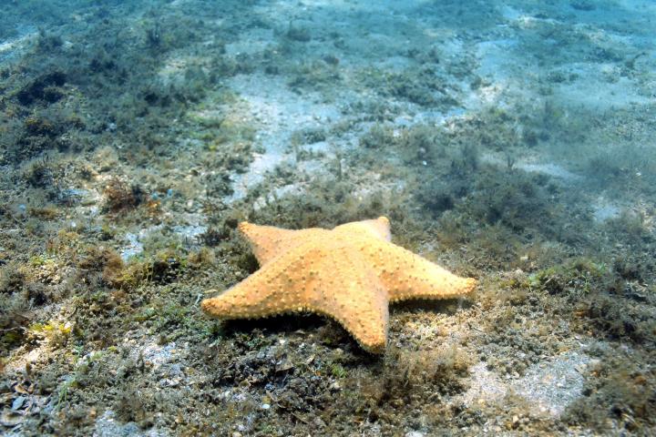 a fish swimming under water
