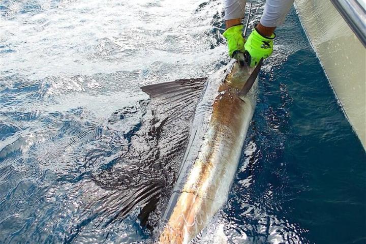 a fish jumping out of the water