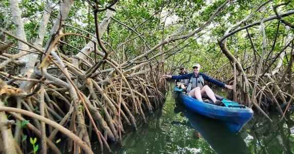 kayak protect the mangroves