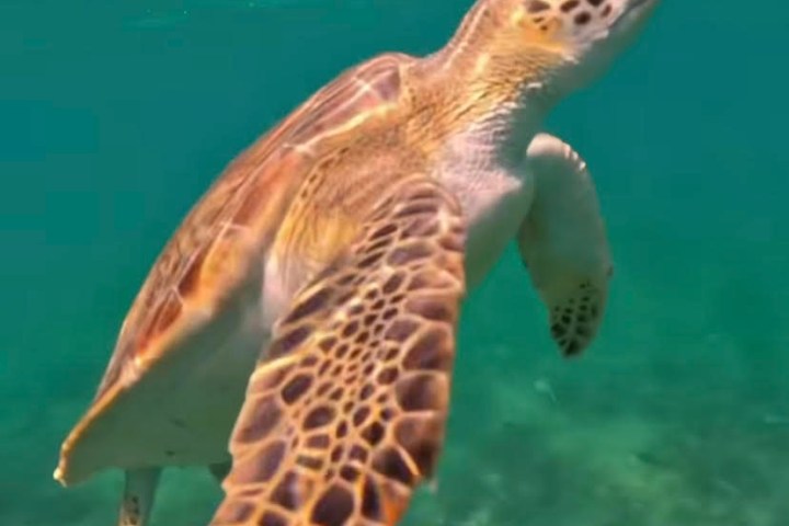 a turtle swimming under water