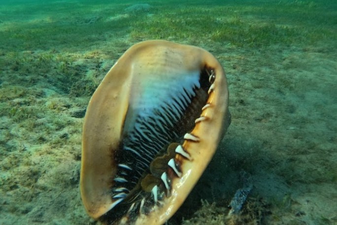 a close up of an animal