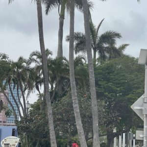 a group of palm trees next to a tree