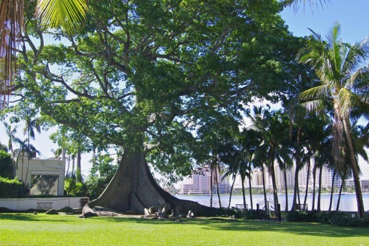 Large tree with wide roots on grassy lawn by palm trees and cityscape in the background.