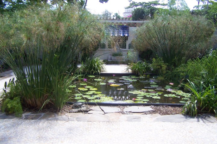 Lush garden with a pond filled with lily pads, surrounded by tall grass and greenery.