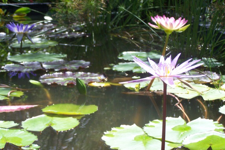 Pond with green lily pads and blooming purple and pink water lilies.