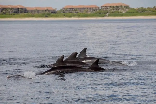 Group of dolphins swimming near the surface of the ocean with buildings in the background.
