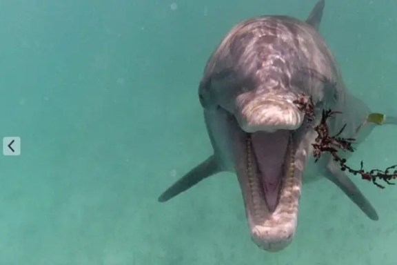 Dolphin underwater with open mouth near seaweed in clear water.