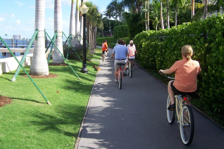 People cycling on a path lined with palm trees and bushes.