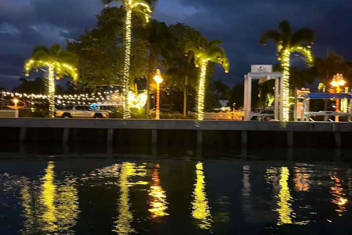 Palm trees with lights and reflections in water at night.