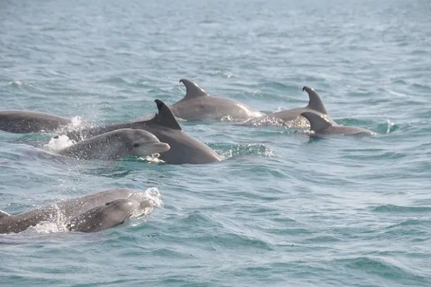 Pod of dolphins swimming together in the ocean.