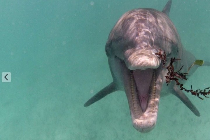 Dolphin underwater with mouth open near seaweed.