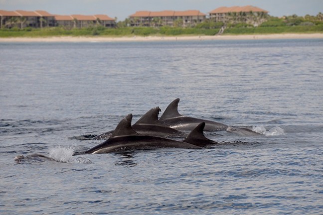 Five dolphins swimming near the coast with buildings in the background.