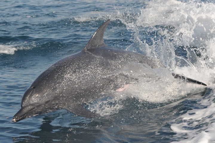 Dolphin leaping from ocean water with splashes around.